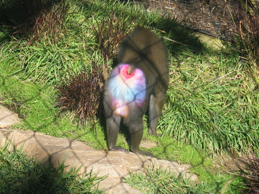 Blue Butt Baboon 90